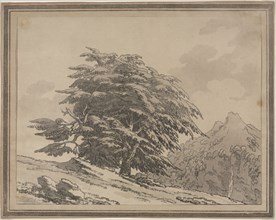 Delineations of the General Character Ramifications and Foliage of Forest Trees: Cedar, 1789. John