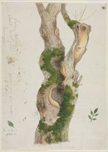 Study of a Tree Trunk. Georges Michel (French, 1763-1843). Graphite and watercolor; sheet: 23.2 x