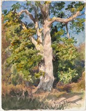 Tree Study. Rosa Bonheur (French, 1822-1899). Watercolor; sheet: 23.6 x 18.1 cm (9 5/16 x 7 1/8 in