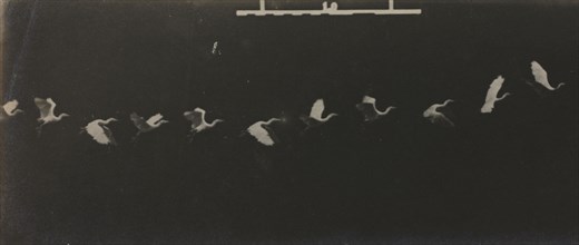 Chronophotograph of a Flying Heron. Étienne-Jules Marey (French, 1830-1904). Gelatin silver print;