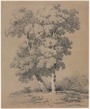 Tree Study, 19th century. Jules Coignet (French, 1798-1860). Graphite with white heightening;