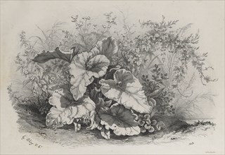 Plate 1 from ?: Plant Study from Group of Various Plants Drawn and Lithographed after Nature