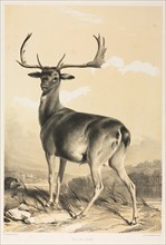 Fallow Deer. William Barraud (British, 1810-1850), and Henry Barraud (British, 1811-1874).