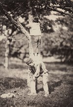 French Country Study: Two Boys Climbing a Tree, late 1870's. Auguste Giraudon's Artist (French).