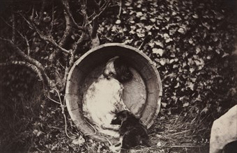 Dog and Puppy in Barrel, late 1870's. Auguste Giraudon's Artist (French). Albumen print from wet