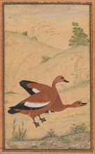 A pair of Brahminy ducks, c. 1595; borders added probably 1800s. India, Mughal, 16th century.
