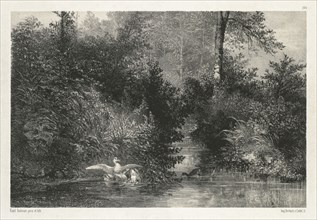 Canards (Ducks) . Karl Bodmer (Swiss, 1809-1893). Lithograph on chine collé; sheet: 31.5 x 45 cm