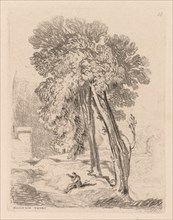 Liber Studiorum: Plate 18, Trees at Norwich Thorp, Norfolk, 1838. John Sell Cotman (British,