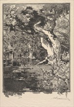 Fontainebleau Forest: Le Clovis, Plateau de Bellecroix (La Forêt de Fontainebleau: Plateau de