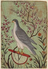 Falcon on a Perch, c. 1610. India, Rajasthan, Amber. Color on paper; miniature: 12.8 x 8.9 cm (5