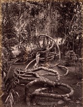 A Creeper in the Peradeniya Gardens, Ceylon, c. 1880. Scowen & Co. (British, active Ceylon,
