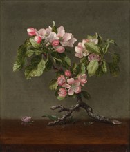 Apple Blossoms, 1873. Martin Johnson Heade (American, 1819-1904). Oil on canvas; unframed: 35.8 x