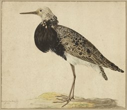Standing Ruff; Gerardus van Veen, Dutch, about 1620 - about 1683, Holland; 1677; Pen and brown ink, watercolor, and gouache