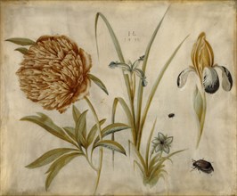 Flowers and Beetles; Hans Hoffmann, German, about 1530 - 1591,1592, Germany; 1582; Gouache with white chalk over black chalk
