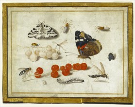 Butterflies, Insects, and Currants; Jan van Kessel II, Flemish, 1626 - 1679, about 1650 - 1655; Gouache and brown ink, over