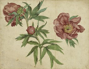 Studies of Peonies; Martin Schongauer, German, about 1450,1453 - 1491, Germany; about 1472 - 1473; Gouache and waterolor