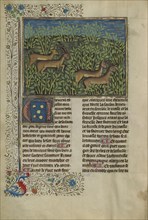 Roe Deer; Brittany, France; about 1430 - 1440; Tempera colors, gold paint, silver paint, and gold leaf on parchment; Leaf: 26.4