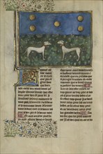 Greyhounds; Brittany, France; about 1430 - 1440; Tempera colors, gold paint, silver paint, and gold leaf on parchment; Leaf: 26.