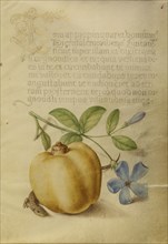 Periwinkle, Apple, and Lizard; Joris Hoefnagel, Flemish , Hungarian, 1542 - 1600, and Georg Bocskay, Hungarian, died 1575