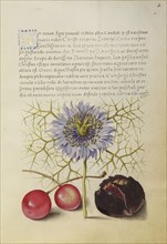 Love-in-a-Mist, Sweet Cherry, and Spanish Chestnut; Joris Hoefnagel, Flemish , Hungarian, 1542 - 1600, and Georg Bocskay