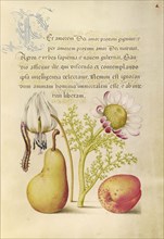 Caterpillar, Dog-Tooth Violet, Pear, and Apricot; Joris Hoefnagel, Flemish , Hungarian, 1542 - 1600, and Georg Bocskay