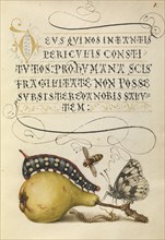 Fly, Caterpillar, Pear, and Centipede; Joris Hoefnagel, Flemish , Hungarian, 1542 - 1600, and Georg Bocskay Hungarian
