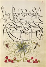 Spider, Love-in-a-Mist, Potter Wasp, and Red Currant; Joris Hoefnagel, Flemish , Hungarian, 1542 - 1600, and Georg Bocskay