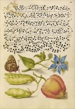 Speckled Wood, Talewort, Garden Pea, and Lantern Plant; Joris Hoefnagel, Flemish , Hungarian, 1542 - 1600, and Georg Bocskay