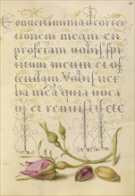 French Rose and Pistachio; Joris Hoefnagel, Flemish , Hungarian, 1542 - 1600, and Georg Bocskay, Hungarian, died 1575, Vienna