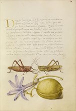 Wart-Biter, Grasshopper, Hyacinth, and Almond; Joris Hoefnagel, Flemish , Hungarian, 1542 - 1600, and Georg Bocskay, Hungarian