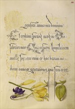 Sweet Violet and Spanish Broom; Joris Hoefnagel, Flemish , Hungarian, 1542 - 1600, and Georg Bocskay, Hungarian, died 1575
