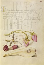 French Rose, Crane Fly, European Filbert, and Pear; Joris Hoefnagel, Flemish , Hungarian, 1542 - 1600, and Georg Bocskay