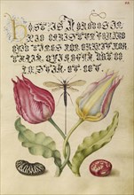 Tulips, Fly, Kidney Bean, and Bean; Joris Hoefnagel, Flemish , Hungarian, 1542 - 1600, and Georg Bocskay, Hungarian, died 1575