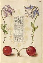 European Columbines and Sweet Cherry; Joris Hoefnagel, Flemish , Hungarian, 1542 - 1600, and Georg Bocskay, Hungarian, died