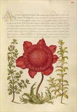 Basil Thyme, Poppy Anemone, and Myrtle; Joris Hoefnagel, Flemish , Hungarian, 1542 - 1600, and Georg Bocskay, Hungarian, died
