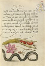 Kidney Bean, Poppy Anemone, and Adder; Joris Hoefnagel, Flemish , Hungarian, 1542 - 1600, and Georg Bocskay, Hungarian, died