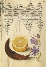 Sour Orange, Terrestrial Mollusk, and Larkspur; Joris Hoefnagel, Flemish , Hungarian, 1542 - 1600, and Georg Bocskay Hungarian