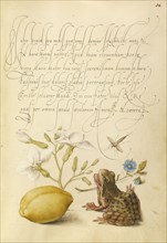 Gillyflower, Insect, Germander, Almond, and Frog; Joris Hoefnagel, Flemish , Hungarian, 1542 - 1600, and Georg Bocskay