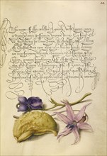 Sweet Violet, Gourd, and Dog-Tooth Violet; Joris Hoefnagel, Flemish , Hungarian, 1542 - 1600, and Georg Bocskay Hungarian