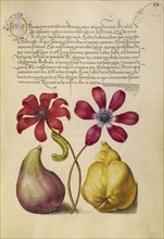 Poppy Anemones, Caterpillar, Fig, and Quince; Joris Hoefnagel, Flemish , Hungarian, 1542 - 1600, and Georg Bocskay Hungarian