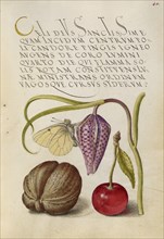 Butterfly, Snakeshead, English Walnut, and Sweet Cherry; Joris Hoefnagel, Flemish , Hungarian, 1542 - 1600, and Georg Bocskay