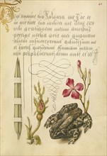 Reed Grass, French Rose, Toad, and Gillyflower; Joris Hoefnagel, Flemish , Hungarian, 1542 - 1600, and Georg Bocskay, Hungarian