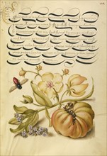 Insect, Moth Mullein, Forget-Me-Not, and Tomato; Joris Hoefnagel, Flemish , Hungarian, 1542 - 1600, and Georg Bocskay