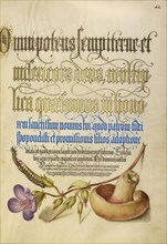 Centipede, Wood Cranesbill, and Mushroom; Joris Hoefnagel, Flemish , Hungarian, 1542 - 1600, and Georg Bocskay Hungarian, died