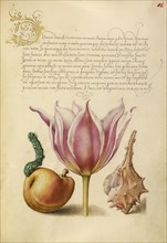 Caterpillar, Pear, Tulip, and Purple Snail; Joris Hoefnagel, Flemish , Hungarian, 1542 - 1600, and Georg Bocskay Hungarian