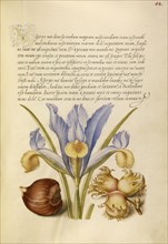 Spanish Chestnut, English Iris, and European Filbert; Joris Hoefnagel, Flemish , Hungarian, 1542 - 1600, and Georg Bocskay