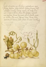 Wine Grape, Gillyflower, and Land Snail; Joris Hoefnagel, Flemish , Hungarian, 1542 - 1600, and Georg Bocskay, Hungarian, died