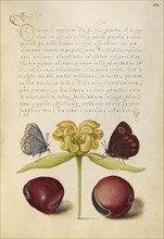 Moths, Jerusalem Sage, and Beans; Joris Hoefnagel, Flemish , Hungarian, 1542 - 1600, and Georg Bocskay, Hungarian, died 1575