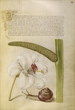 Madonna Lily, Terrestrial Mollusk, and Sweet Flag; Joris Hoefnagel, Flemish , Hungarian, 1542 - 1600, and Georg Bocskay