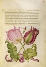 Tulips, Insect, and Worm; Joris Hoefnagel, Flemish , Hungarian, 1542 - 1600, and Georg Bocskay, Hungarian, died 1575, Vienna